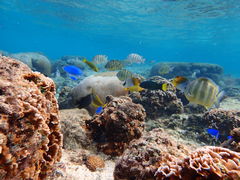 Ȃс`Divingshop Ryoւ̓eʐ^1