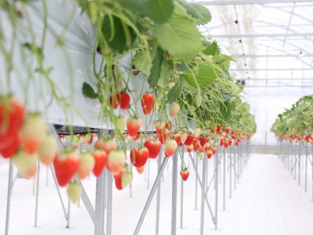 �n�E�X��_�i�`��������