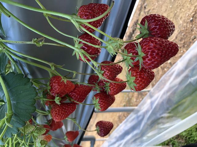 C`S̓w^HׂƂÂƋĂ炢܂BmɊÂI_уt@[ʔ