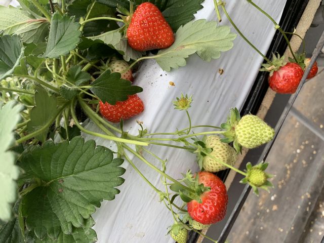 �������������ł��I_��t�@�[���i��-����-�j