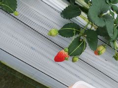 �킾����̂ӂ��_���ւ̓��e�ʐ^1