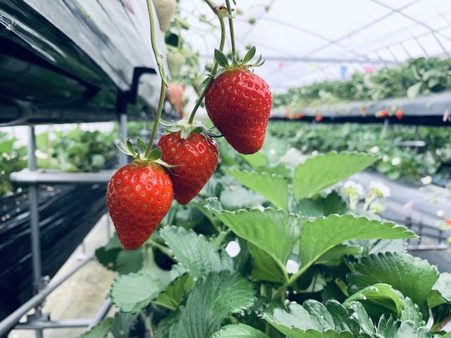 �������_��J�t�@�[��