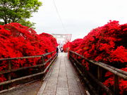 ǁ[̒V{irj̃LV}ccW̓eʐ^1