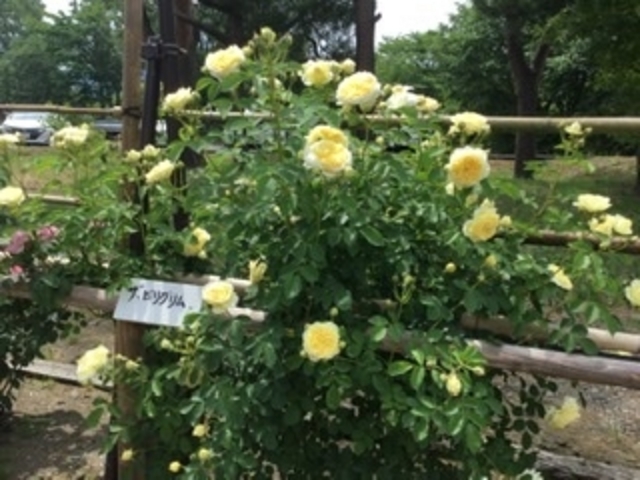 �U��r���O����_�������_�Z���^�[