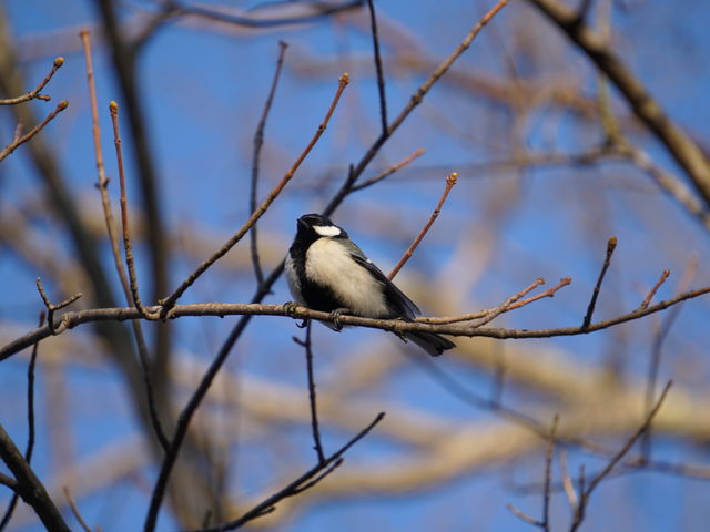 �V�W���E�J��
�쒹���݂��܂�_�t����