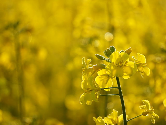 ���I�ł���w�Y��ł�_�������̍؂̉Ԕ�