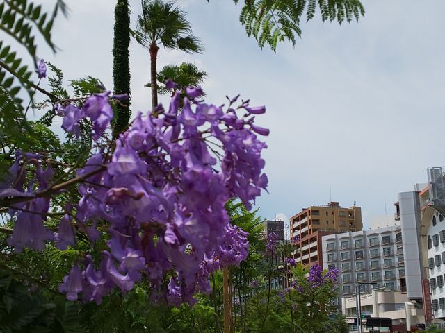 �V����_�W���J�����_