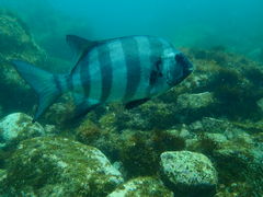 喂_̈ɓ_CrOXN[ gbcւ̓eʐ^1