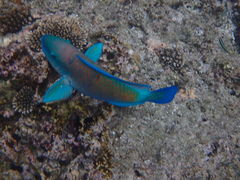 ۂNature Guide Double Rainbow lC`[KCh@_uC{[ւ̓eʐ^10