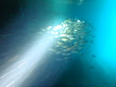 ۂNature Guide Double Rainbow lC`[KCh@_uC{[ւ̓eʐ^5