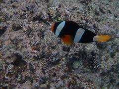 ۂNature Guide Double Rainbow lC`[KCh@_uC{[ւ̓eʐ^8