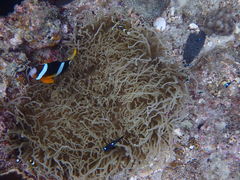 ۂNature Guide Double Rainbow lC`[KCh@_uC{[ւ̓eʐ^9