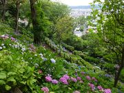 �j�R����񂳂�̒��J���@���]�U���H�̓��e�ʐ^1