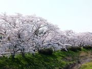 ���ڂ炳��̉����̍����؂̓��e�ʐ^4