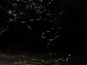 Ƃ񂳂̂炳Xь̓eʐ^4