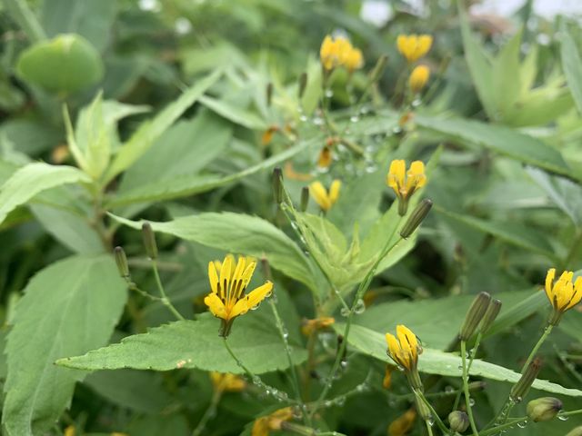 ���Ԕ��ɂāB�^�J�l�j�K�i�B_�c��R�E�P��o�R���^�����o�R��