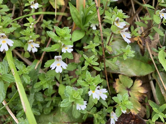 ���Ԕ��ɂāB�~���}�R�S���O�T�B_�c��R�E�P��o�R���^�����o�R��