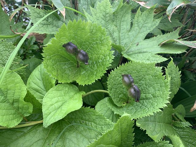 �V���l�A�I�C�͎��ɂȂ��Ă��܂����B_�c��R�E�P��o�R���^�����o�R��