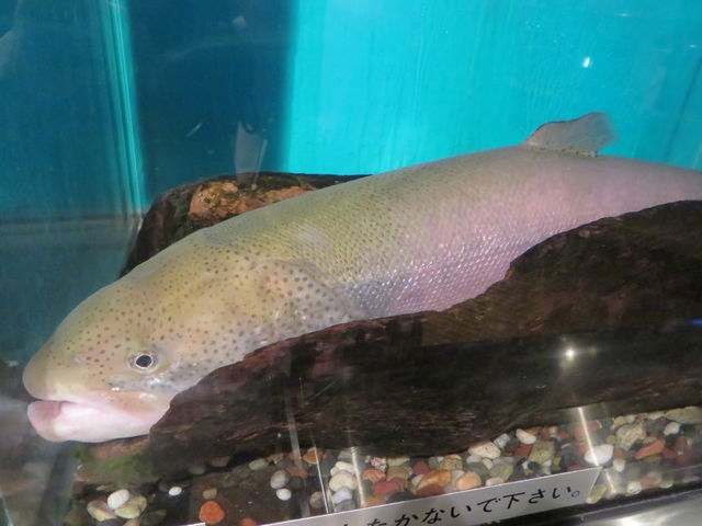 �����Ȃ��C�g�E����C_���H�s�����W�]��