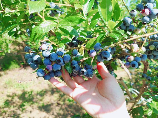 �Â��̂�������Ǝ_���ς��̂�����������_�x���[�x���[�t�@�[����c