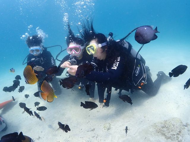 ���ƗV��ł�p���B�e���Ă���Ă܂���_�����_�C�r���O�T�[�r�X�@Smiley Dive