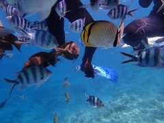 miyako̐̓A@Dive@ւ̓eʐ^1