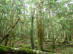 yooko����́y�x�m�R���R�V�сz�X�p�C�V�[�W�����ւ̓��e�ʐ^1