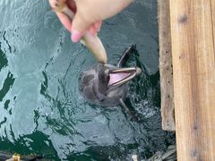 イルカの餌やり - 太地町立くじらの博物館のクチコミ - じゃらんnet