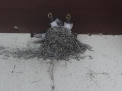 Ƃ񂳂̓̉w q̋ւ̓eʐ^1