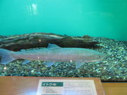 yosshÿΔȃGR~[WAZ^[̓eʐ^3