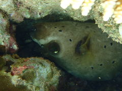 ܂Nature Guide Double Rainbow lC`[KCh@_uC{[ւ̓eʐ^1