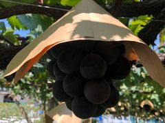 䂩񂳂̑׉ʉւ̓eʐ^1