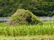 AbL̋YƐՁEYVѐ΂̓eʐ^3