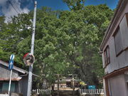 sklfh̕l̋{̑̓eʐ^1