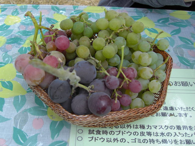 PJS̎HpuhE
낢ȎނB_ǂ_