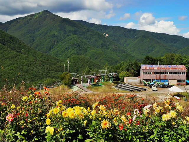 コスモスの他にも色んな花が _治部坂高原100万本のコスモス