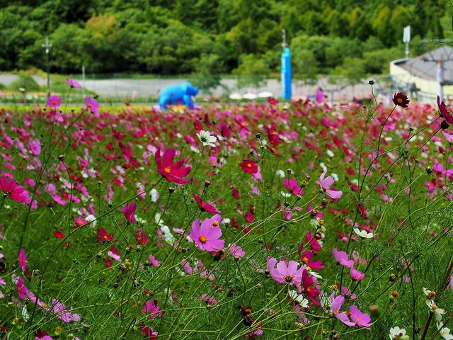 治部坂高原スキー場のコスモス_治部坂高原100万本のコスモス