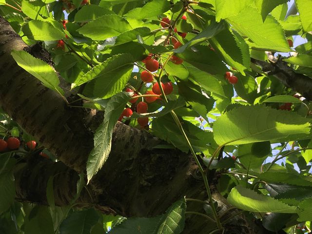 �M�d�ȕi��_�n糊ό��N�����@sweet cherry watanabe