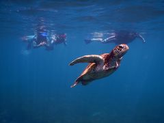 mamoriSEA ENJOYւ̓eʐ^1