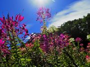 񂳂̎⍂100{̃RXX̓eʐ^3