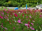 񂳂̎⍂100{̃RXX̓eʐ^5