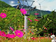 񂳂̎⍂100{̃RXX̓eʐ^6