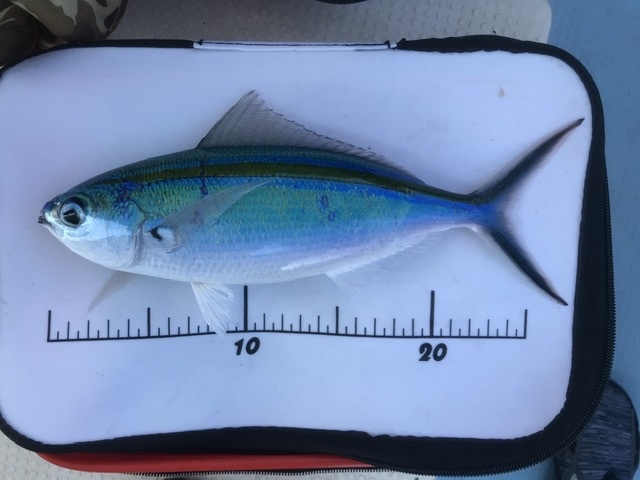 �q���[�B_sea-Walker