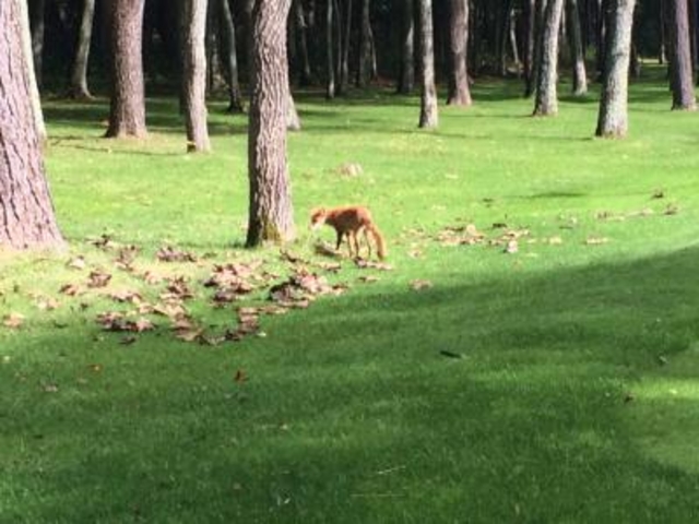 �L�^�L�c�l_�j�h���N���V�b�N�R�[�X