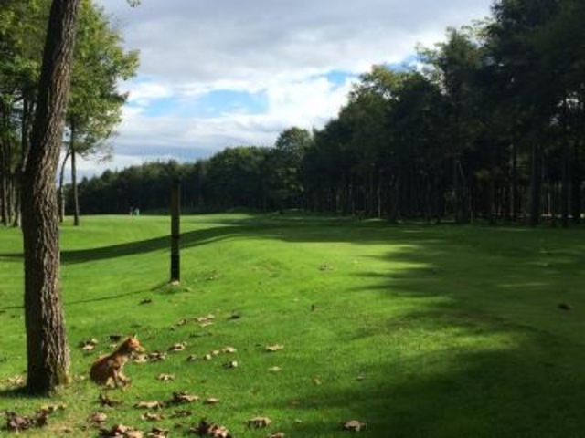 �G�ɂȂ�܂��B_�j�h���N���V�b�N�R�[�X