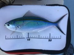 5�ꂳ���sea-Walker�ւ̓��e�ʐ^1