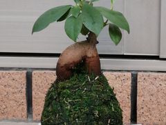 ��݂���̃t�����[���O���[��SAHO�ւ̓��e�ʐ^1