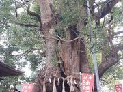 h`bN̍ȓc̃NXmL̓eʐ^1