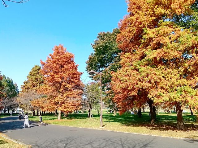 11�����{�A�g�t���n�܂����ɐl�����̖؁X�����ƎU�����B_�ɐl����