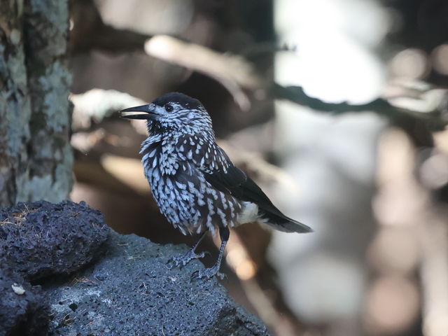 kazu񂳂̉둑̓eʐ^3